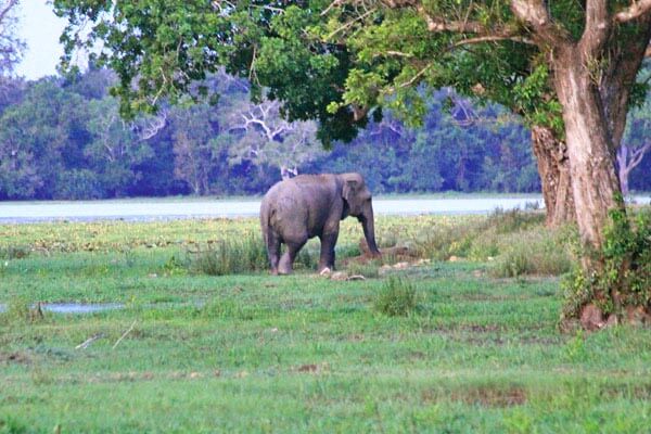 Lahugala National Park