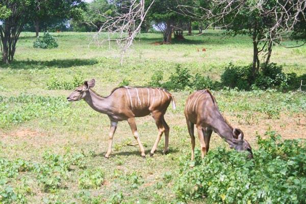 Ridiyagama safari park