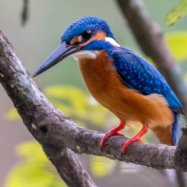 Bird Watching Sri Lanka